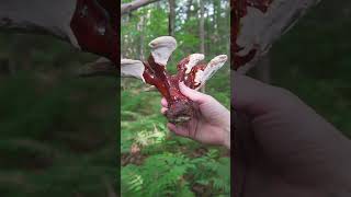 1 of the Most Beautiful Mushrooms in the Woods!