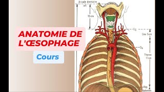 ANATOMIE DE L'OESOPHAGE