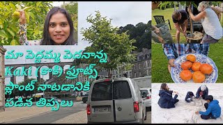 మా French పెద్దమ్మ పెదనాన్న మా గార్డెన్ లో Kaki (కాకి) ఫ్రూట్స్ ప్లాంట్ నాటడానికి పడిన తిప్పలు