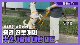 충성심의 상징 진돗개, 낯선 사람이 간식 주었을 때 반응