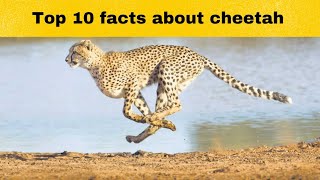 Top 10 facts about cheetah | Fastest animal on earth #viral #cheetah