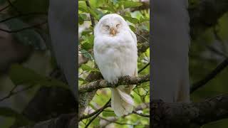 Albino and leucistic animals V