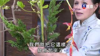 佛心花海_臨窗品茶_李麗淑老師_(lifetv_20191224_11:00)