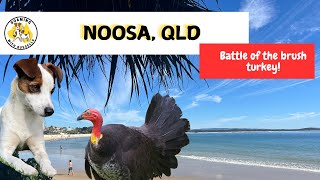 Exploring Noosa, QLD: Top Walking Tracks, Dog-Friendly Beaches \u0026 Coastal Vibes!