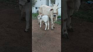 వాళ్ళ అమ్మ ఏమి చేస్తే అదే చేస్తుంది #cows #bulls #viralshort #ytshort