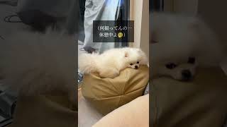 （何撮ってんの‥休憩中よ🥱）#ポメラニアン#pomeranian