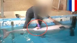 Dolphin getting a tugjob to ‘de-stress’ it at Dutch dolphinarium caught on camera - TomoNews