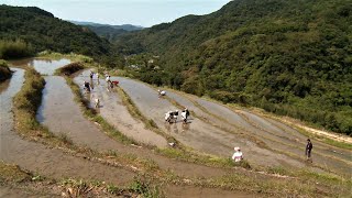 水梯田生與死｜貢寮米的里山願景 (公共電視 我們的島第628集 2011-10-31)