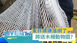 東非狒狒逃亡16天落網! 將先送北市動物園安置檢疫? 園方召開記者會曝\