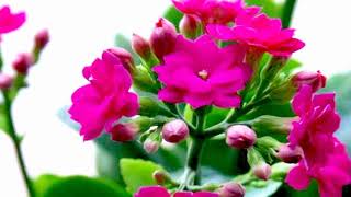 Longevity flowers (HD1080p)