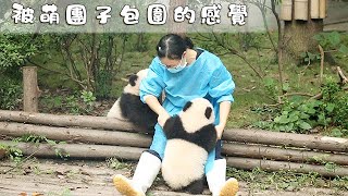 《熊貓早晚安》被萌團子包圍的感覺 | iPanda熊貓頻道