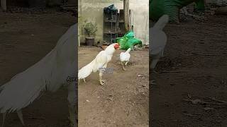 Paper white heera Aseel Pair | paper white aseel | paper white murga#pets #aseelmurga #shorts #viral