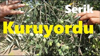 Antalya - Zeytin Yetiştiriciliği - Kuruyan Zeytin Ağaçlarında Kuruma