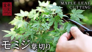 Maple Leaf Cutting【Bonsai diary 6/6】bonsai beginners pruning how to grow maples EOS R5