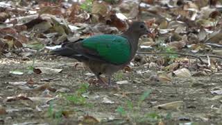 翠翼鳩覓食