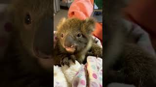 Kind man saves drowning koala and then... 🙏🏻🙏🏻🙏🏻❤️❤️❤️