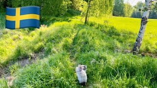 Swedish Countryside Walk with cat and nature sounds. Relaxing.