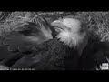 AEF NEFL Eagle Cam 1-20-20: Gabby at Night