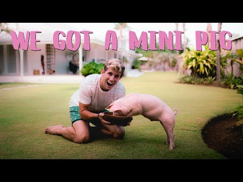 WE BECAME MICRO PIG PARENTS - OUR EXPERIENCE WE BECAME MICRO PIG PARENTS - OUR EXPERIENCE