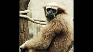 Western Hoolock Gibbons calling from the rainforest canopy in Dampa Tiger Reserve, Mizoram, India