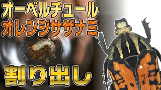 【橙漣！】オーベルチュールオオツノカナブン オレンジサザナミの割り出し Mecynorhina oberthueri【Part2：オレンジサザナミ 割り出し編】