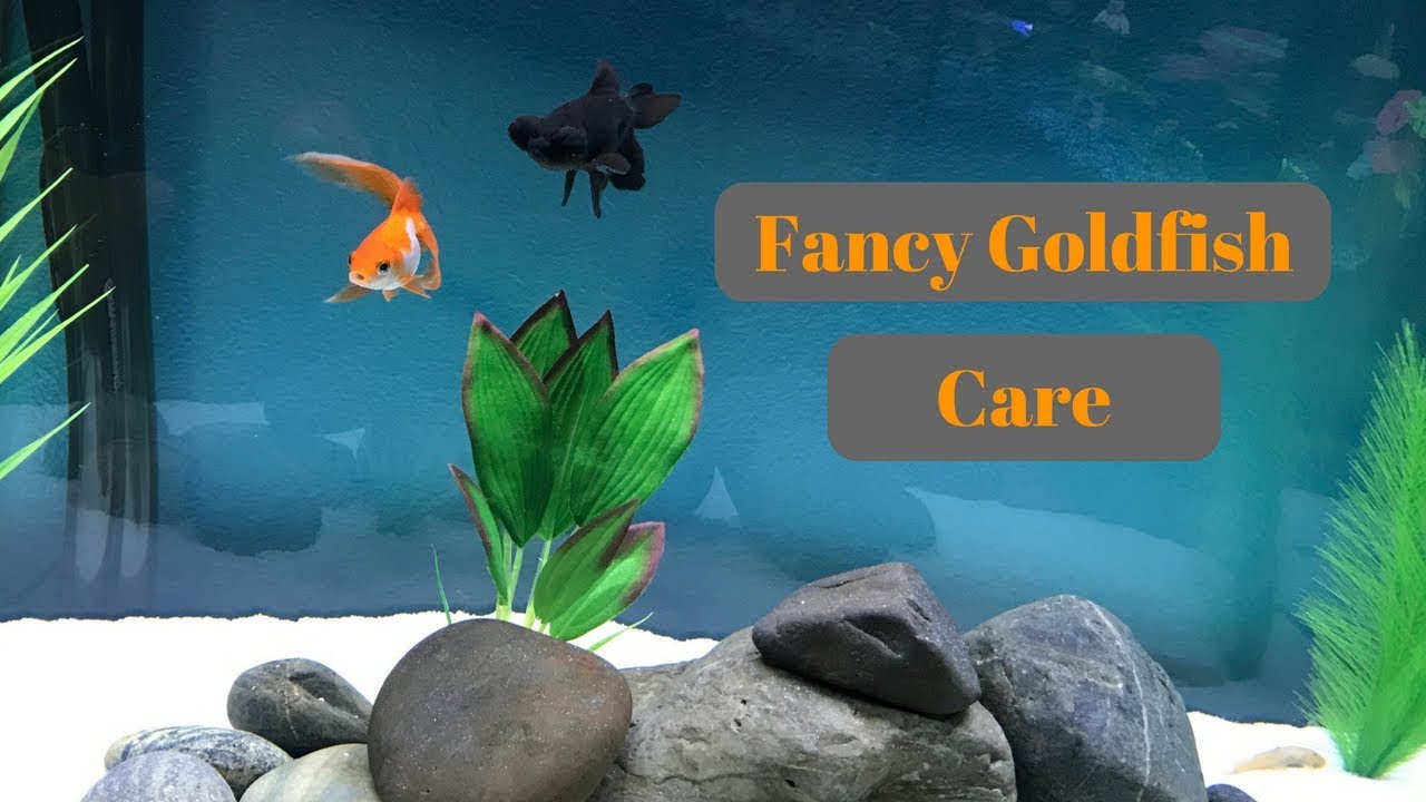 How To Care For Fancy Goldfish - YouTube