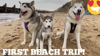 Husky Puppies First Beach Trip!!