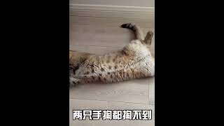 玩具掉到床底下，猫咪为了拿出来撒泼打滚碰瓷女主人，套路太多了 #010