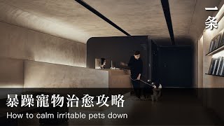 盧大立：寵物醫院Transforming an Old Bookshop in Taiwan into an Animal Hospital,  So Comforting!