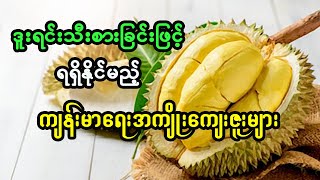 ဒူးရင်းသီးစားခြင်းဖြင့် ရရှိနိုင်မည့် ကျန်းမာရေးအကျိုးကျေးဇူးများ ၊ ကျန်းမာရေး ဗဟုသုတ