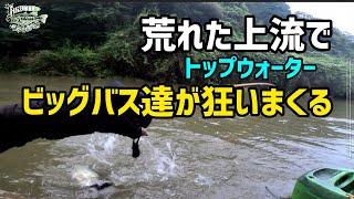 《238》荒れた上流でビッグバス達が狂いまくり、トップウォーターにバイト多発！！たまに巡り合うとんでもない日に遭遇‼️