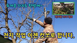 전지작업. 컷쏘로 두꺼운 가지도 한방에 O.K 작은가지는 그냥 쓱~  Pruning with a cut saw