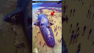 নীল তিমি সম্পর্কে কিছু অজানা তথ্য | unknown facts about blue whale