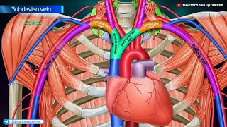 Subclavian Vein Anatomy (Animation)