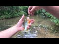 Action Packed!! Small Creek Fishing
