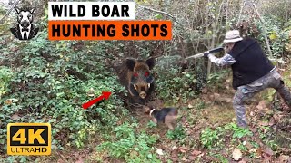 Wild Boar INVASION: Incredible Hunting Shots And Unbelievable Action of Turkish Hunters! #hunting