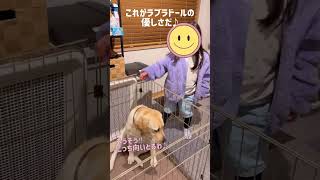 犬を触りたいけど、ちょっとだけ犬が怖い姪っ子の姿を見て、優しさを見せるラブラドールレトリバー♡ Now that's the kindness of a Labrador Retriever!