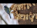 1958. sýkora modřinka eurasian blue tit blaumeise pimpelmees mésange bleue birds birdwatching