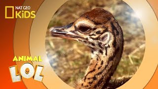Yawning Ostriches | Animal LOL