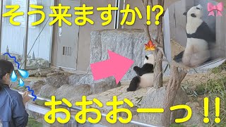 【楓浜🍁S飼育員さん竹が地面に刺さった！※6/22ご指摘頂き訂正 /結浜🎀角刈りお食事】🍁木から落ちてダッシュドアノブ回す  #ぽめぱん #PandaChannelbypomeranianfilm