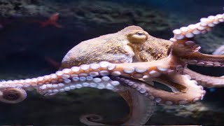 Octopuses feel emotional and physical pain. Would you still eat them?