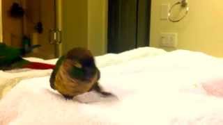 Green Cheek Conure dancing to Bruno Mars (original)