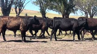 Noorinya Angus, Heifers