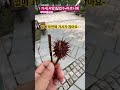 snue p153 대학로 마로니에 서양칠엽수 가시칠엽수 칠엽수 일본칠엽수 marronier shorts 생태감수성 서울교대 문리대