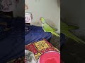 ye tou khuli cheeting ha 🤨🤨 parrot youtubeshorts birds