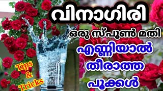 ബോൾസം ചെടികൾക്ക് വിനാഗിരി കൊടുത്തിട്ടുണ്ടോ മാജിക്‌ കാണാം/Vineger use for Plants/Organic Fertilizer