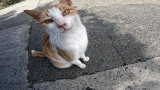 猫島で出会ったカワイイ野良猫をナデナデしてきました【沖縄】【久高島】