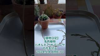 【植物日記】多肉植物 ハオルチア オブツーサの花を切る 2024.5.4 AM8:10