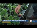 'Everything is on the line': Florida farmers rush to save crops during freeze