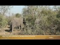 safarilive sunset safari 07 july 2024 ad free